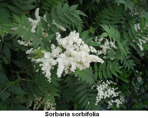 Sorbaria sorbifolia.jpg